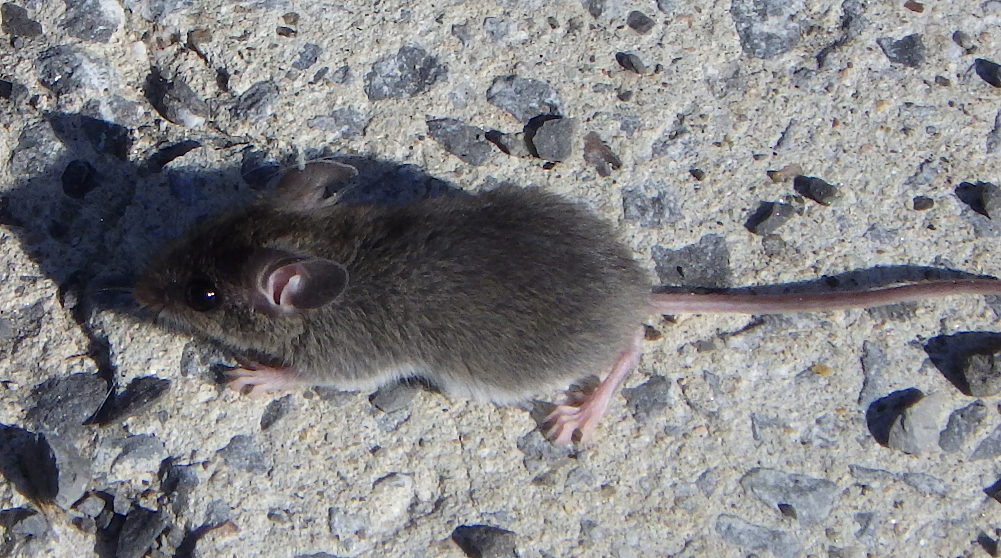 A live house mouse standing on coarse gravel in daylight.