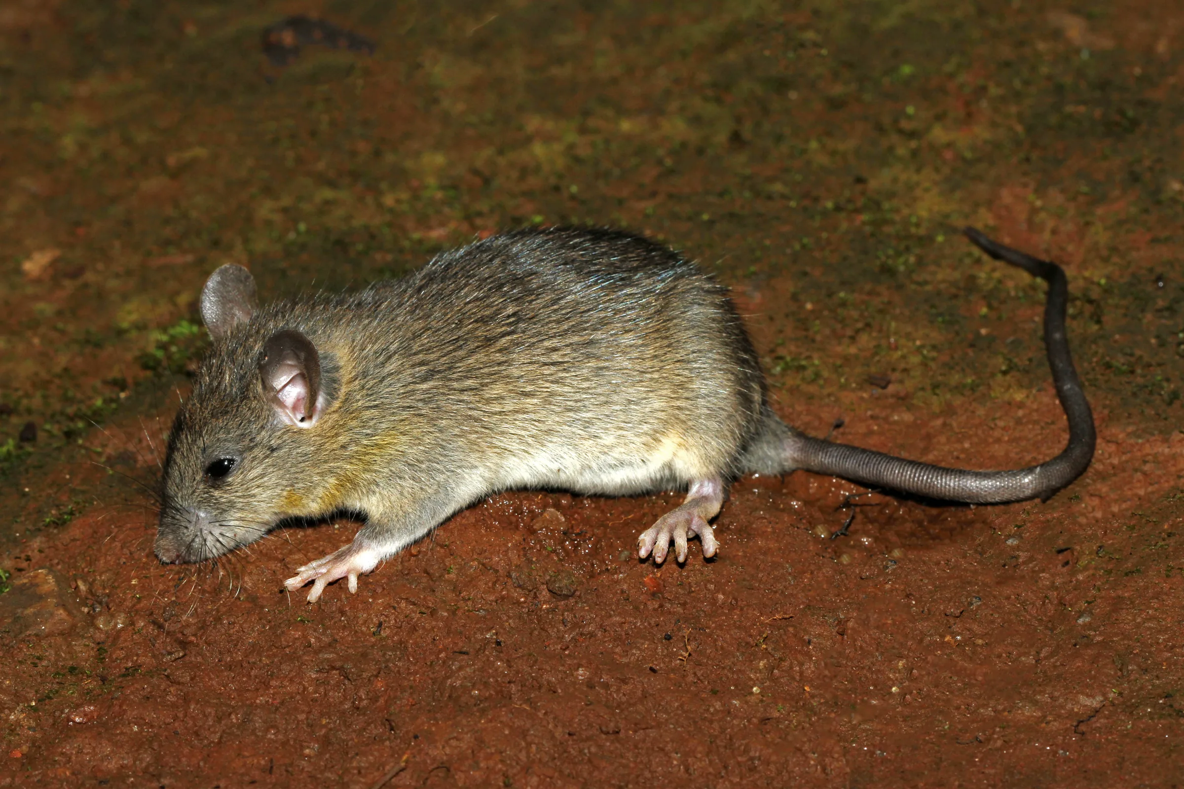 A live rat standing on damp reddish ground, seen in profile.